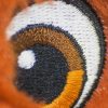 Cubbies knuffel vos detail oog